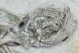 Awesome, Crawforsville Crinoid Plate #87985-7